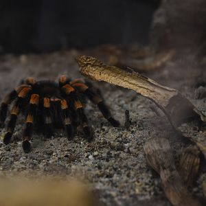 Brachypelma hamorii