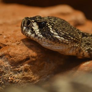 Eastern diamondback rattlesnake (Crotalus adamanteus)