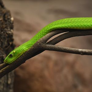 Eastern green mamba (Dendroaspis angusticeps)