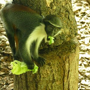 Sakari, Diana Monkey, November 2022