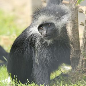 King Colobus