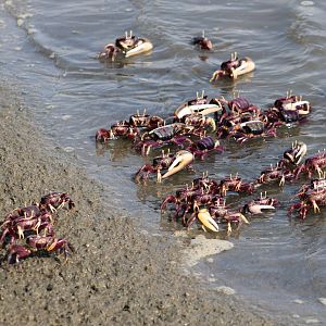 Fiddler crabs