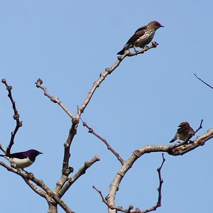 Violet-backed starlings