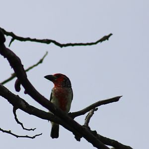 Vieillot's barbet