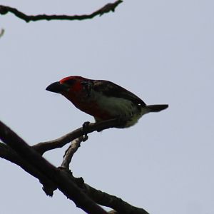 Vieillot's barbet