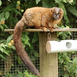 Red-bellied Lemur