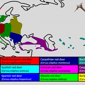 European red deer - Subspecies distribution maps
