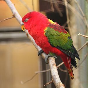 Yellow-backed Lory