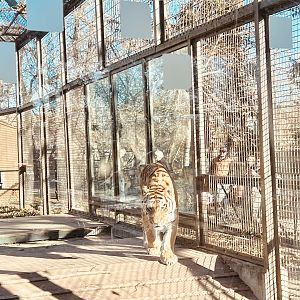 Amur Tiger through the viewing window