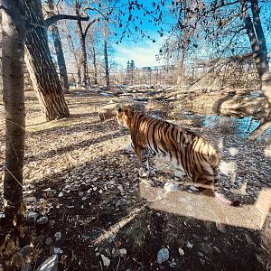 Another view if he Amur Tiger Exhibit