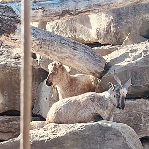 Markhor - I love a Zoo that features a Snow Leopard’s natural prey.