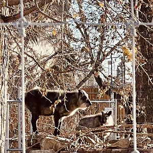 Japanese Serow - I believe this is a first for me…I don’t recall seeing any at the Japanese Zoos I’ve visited