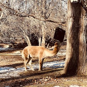 Beautiful fawn-colored Alpaca