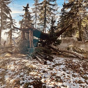 Along with Denver and Zoo Montana…Calgary provides a pretty large exhibit for this species