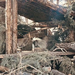 North American Porcupine