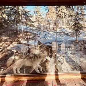 Grey Wild Exhibit - a bit hard to see the animal…but this photo is about the viewing are