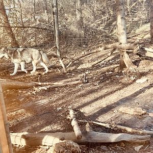 Gray Wolf Exhibit