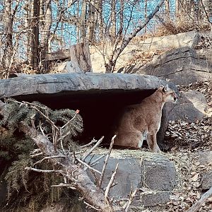 Cougar.  My luck with this species continues in Calgary