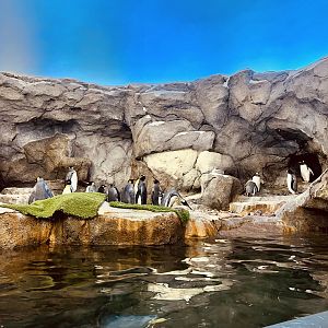Penguin Exhibit - World Class.  Amazing.