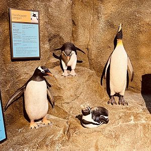 Zoo Art - Penguin Models
