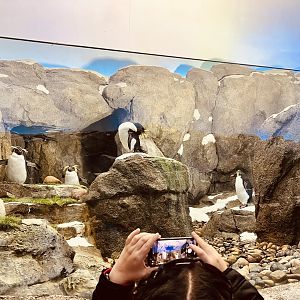 Guest photographing Penguins