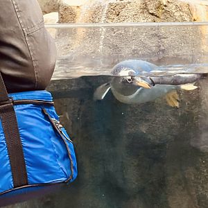Water-level view of Penguins