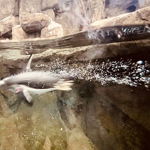 Yes it’s blurry…but it is about the illusion of movement (note the bubble).