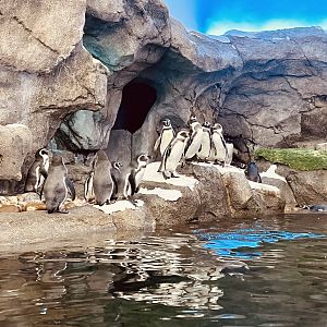 Penguin Exhibit