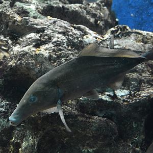 Giant Congo mormyrid (Mormyrus caballus bumbanus)