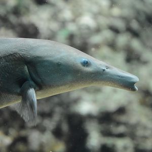 Eastern bottlenose mormyrid (Mormyrus longirostris)