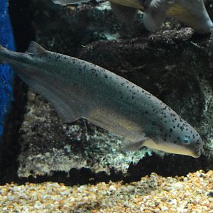 Bebe mormyrid (Hyperopisus bebe occidentalis)