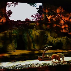 Creatures of the Night Show - Bearded Pigs (Sus barbatus oi)