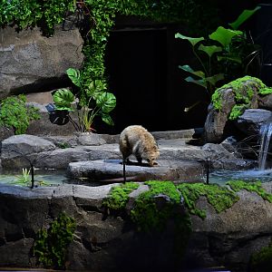 Creatures of the Night Show - Raccoon Dog (Nyctereutes procyonoides viverrinus)