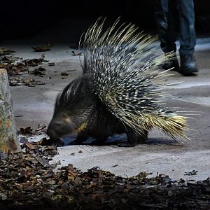 Creatures of the Night Show - Indian Crested Porcupine (Hystrix indica)