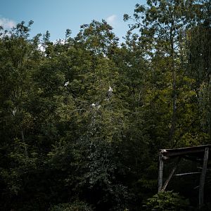 Cattle Egret (free flying)