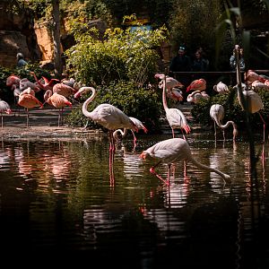 Greater Flamingo