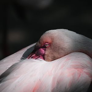 Greater Flamingo