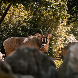 Roan Antelope