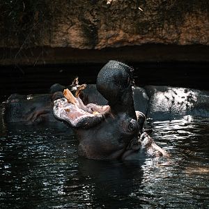Hippo feeding