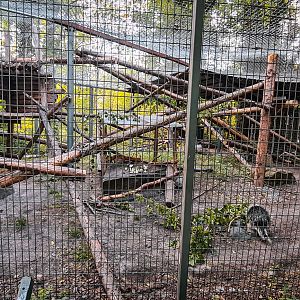 Northamerican Porcupine