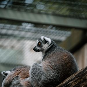 Ring Tailed Lemur