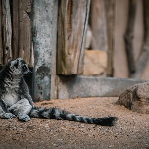 Ring Tailed Lemur