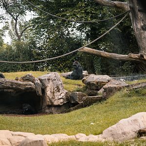 Gorilla enclosure