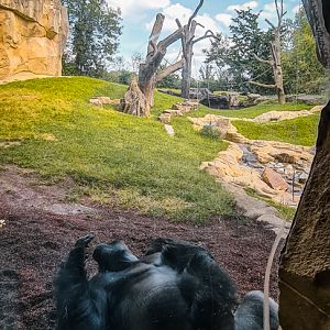 Gorilla enclosure