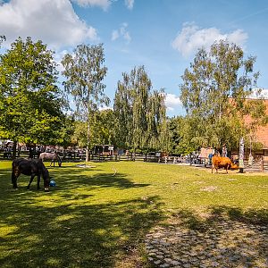 Harzer Rotvieh, Altdeutsches Schwarzbuntes Niederungsrind