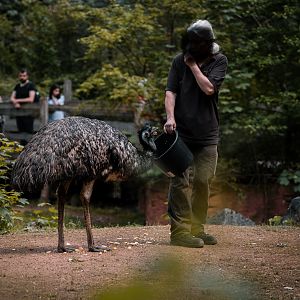 Emu feeding