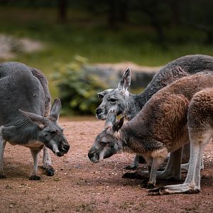 Kangaroo
