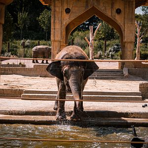 Elephant bathing (Elephas maximus borneensis)
