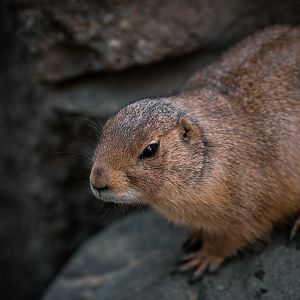 Prairie Dog