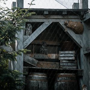 Snowy Owl, Great Grey Owl